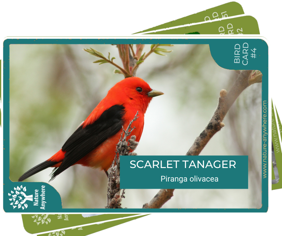 BIRD CARD: SCARLET TANAGER BIRD CARD: SCARLET TANAGER