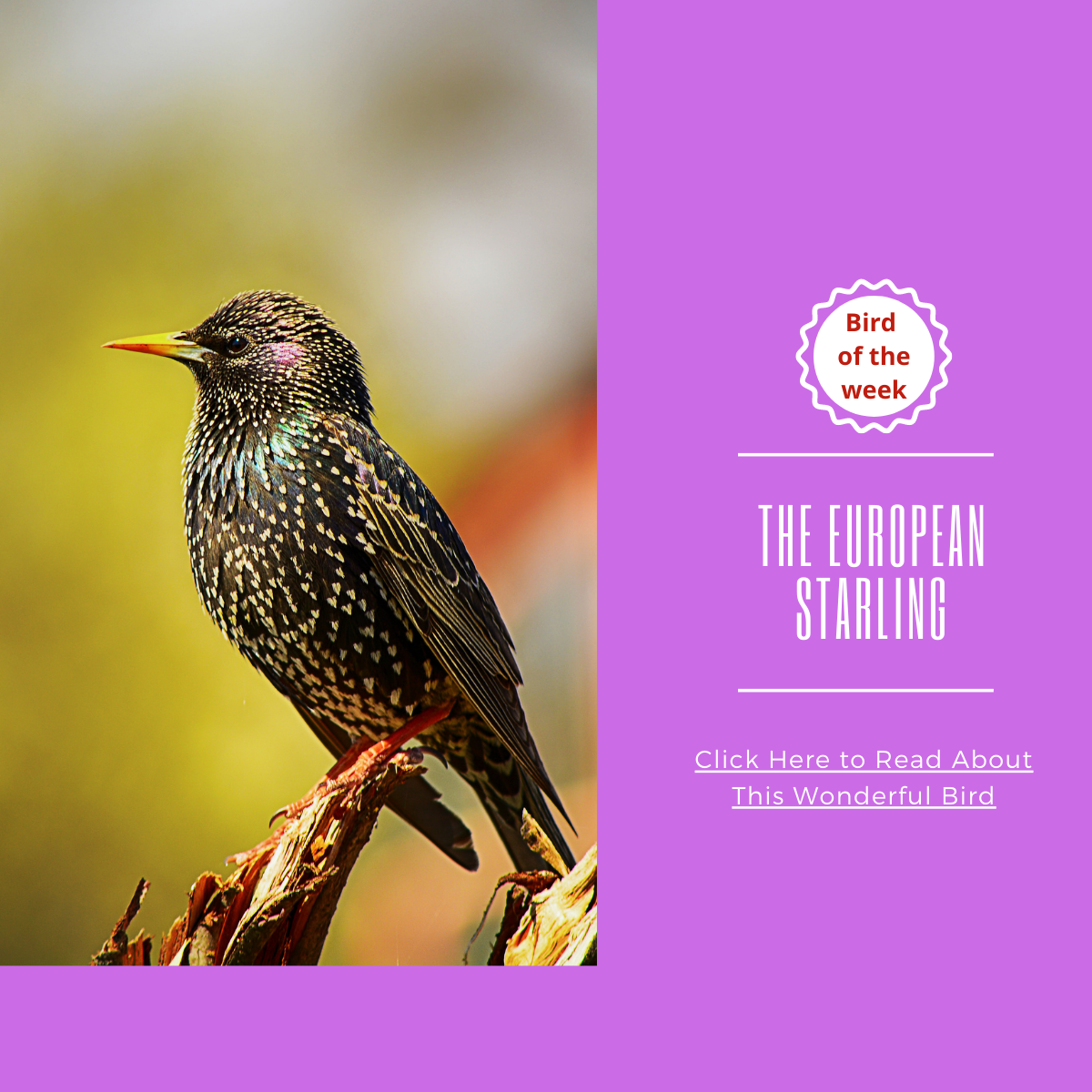 BIRD OF THE WEEK - THE EUROPEAN STARLING