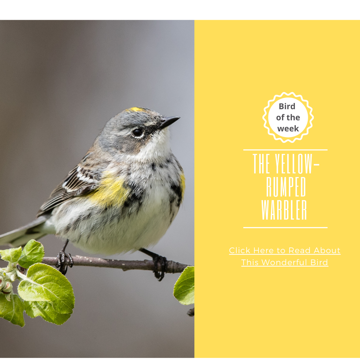 BIRD OF THE WEEK - THE YELLOW-RUMPED WARBLER