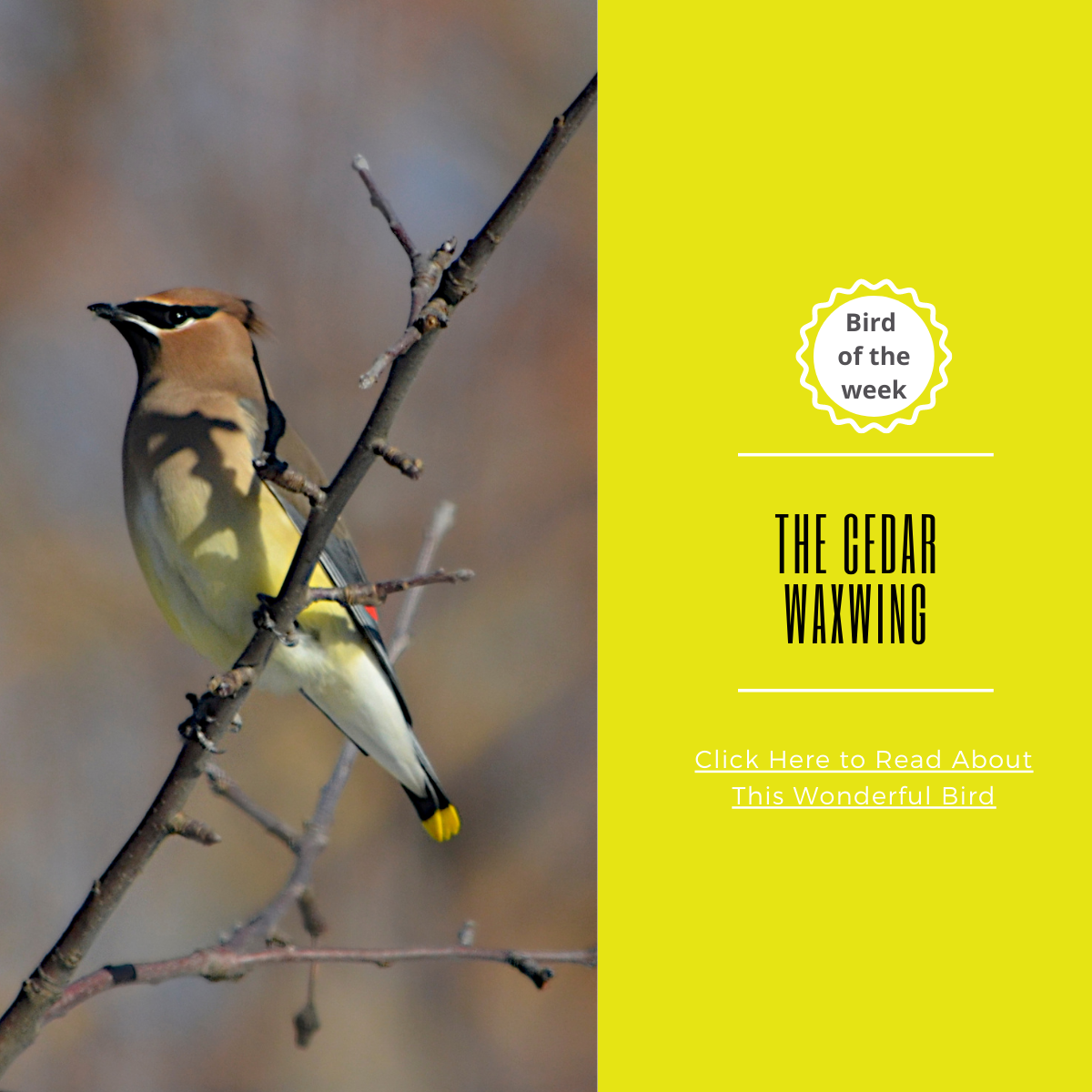 BIRD OF THE WEEK: THE CEDAR WAXWING