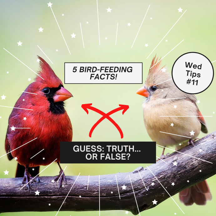 GUESS THESE BIRD-FEEDING FACTS: TRUTH OR MYTH?