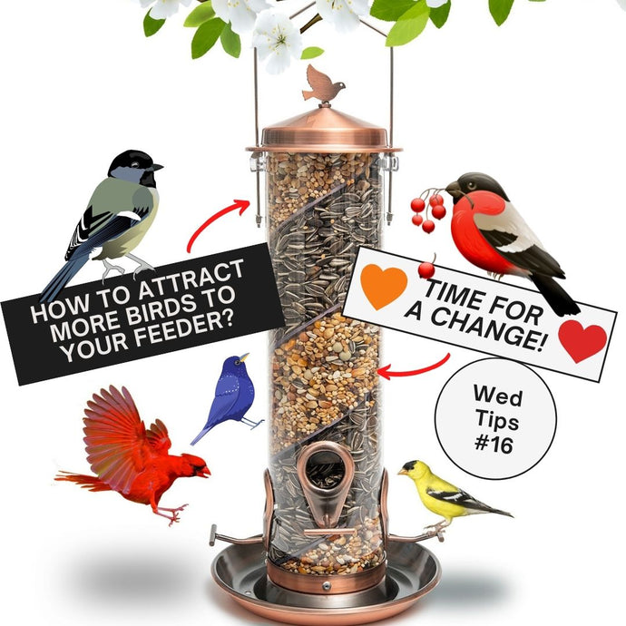 HOW TO ATTRACT DIFFERENT SONGBIRD SPECIES TO YOUR GARDEN?