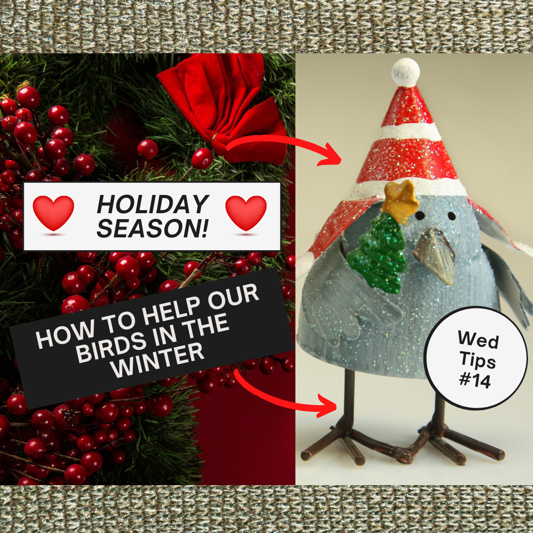 IT'S HOLIDAY SEASON - AND THE BIRDS WANT IN TOO!