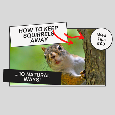 10  NATURAL TIPS TO KEEP SQUIRRELS AWAY FROM YOUR BIRD FEEDER