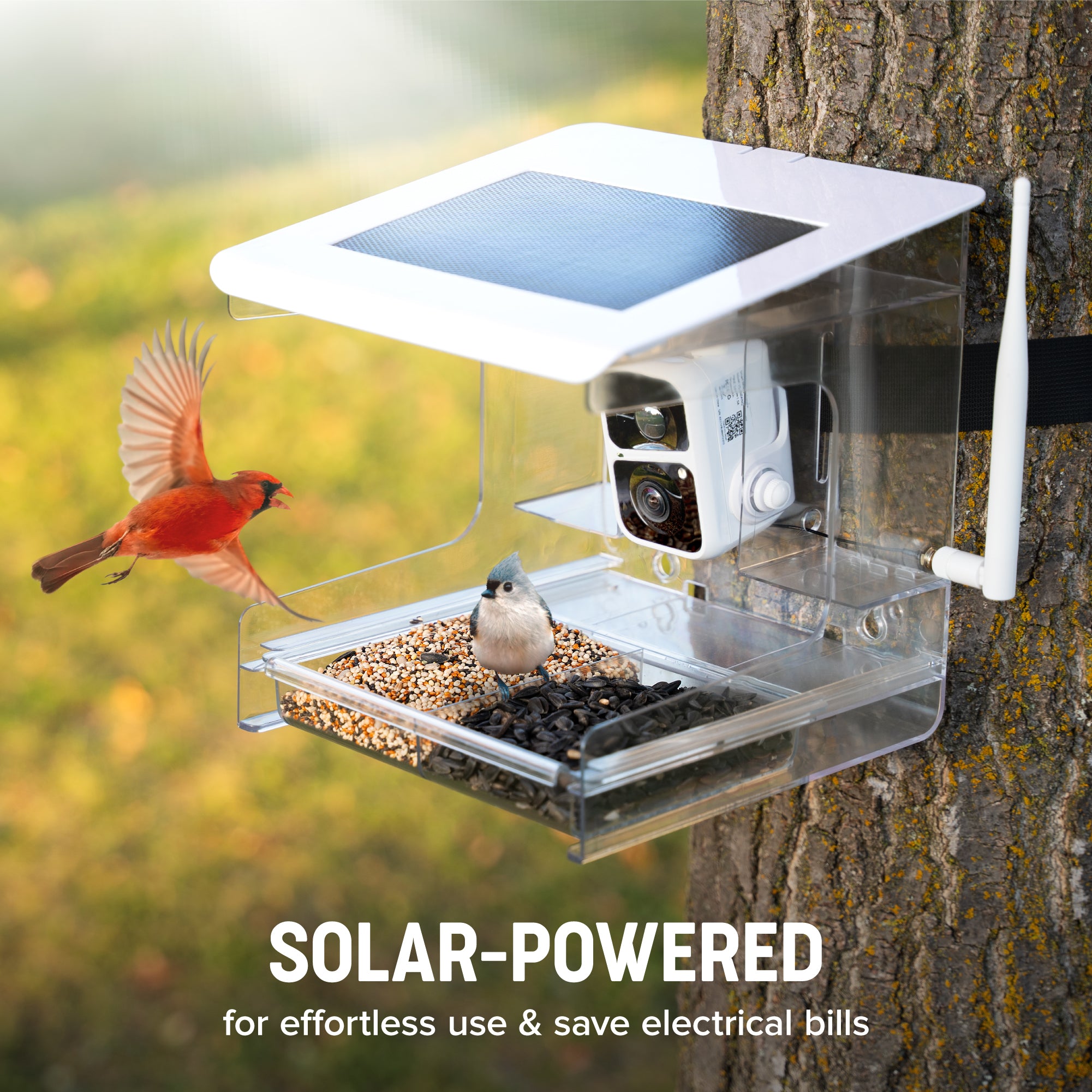 Nest-Flix Smart Bird Feeder with Camera