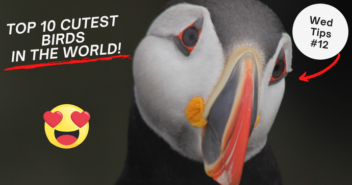 THE 10 TOP CUTEST BIRDS IN THE WORLD (THEY WILL MAKE YOUR DAY!)
