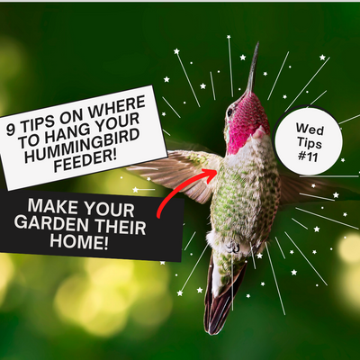 9 TIPS ON WHERE TO HANG YOUR HUMMINGBIRD FEEDER!