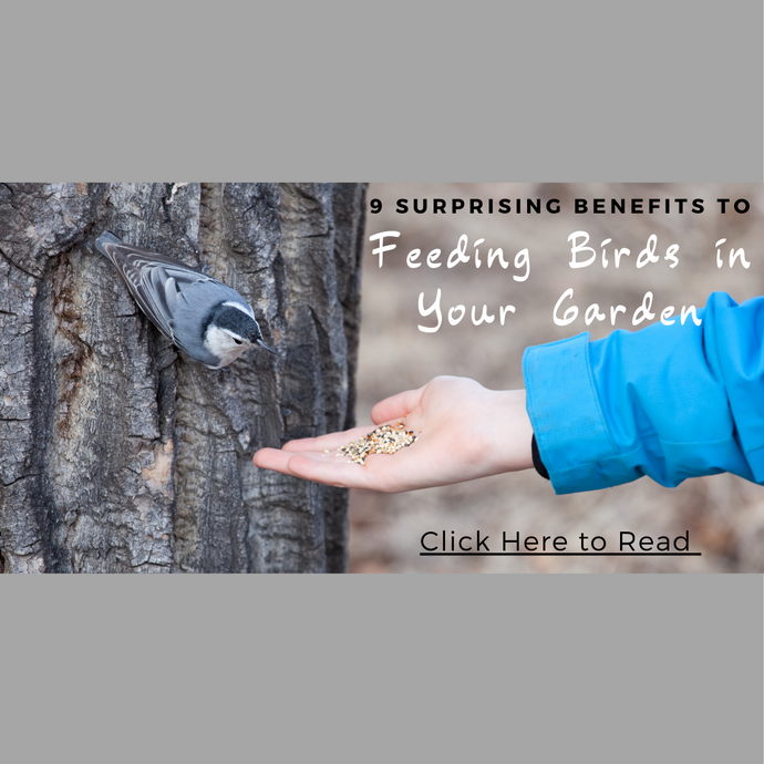 9 SURPRISING BENEFITS OF FEEDING BIRDS IN YOUR GARDEN!