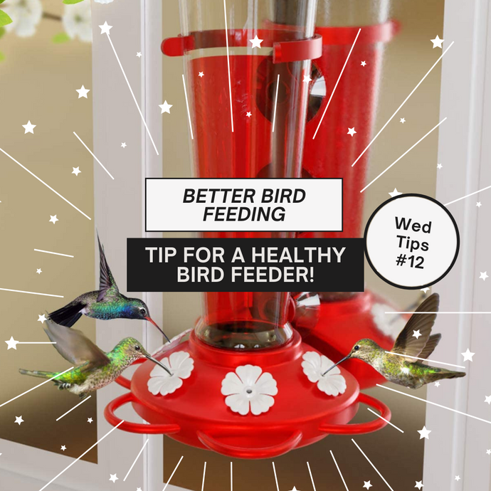 IMPORTANT BIRD-FEEDING TIPS! How can we better feed our birds, avoid diseases and keep our avian guests safe.