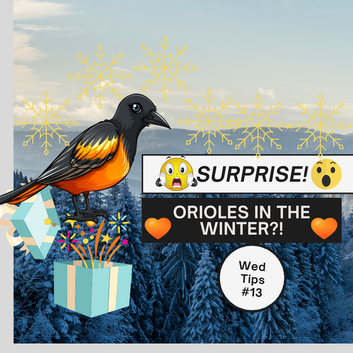 NEWS FOR ORIOLE LOVERS: This winter, you may see some orange at your bird-feeder!