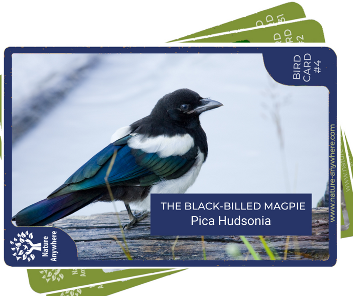 BIRD CARD: THE BLACK-BILLED MAGPIE