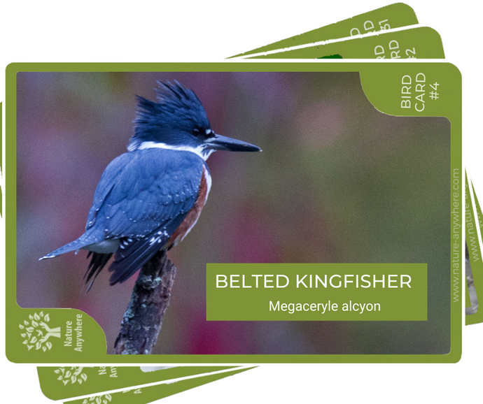 BIRD GUIDE: THE BELTED KINGFISHER