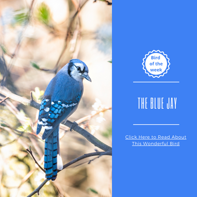 BIRD OF THE WEEK - THE BLUE JAY!