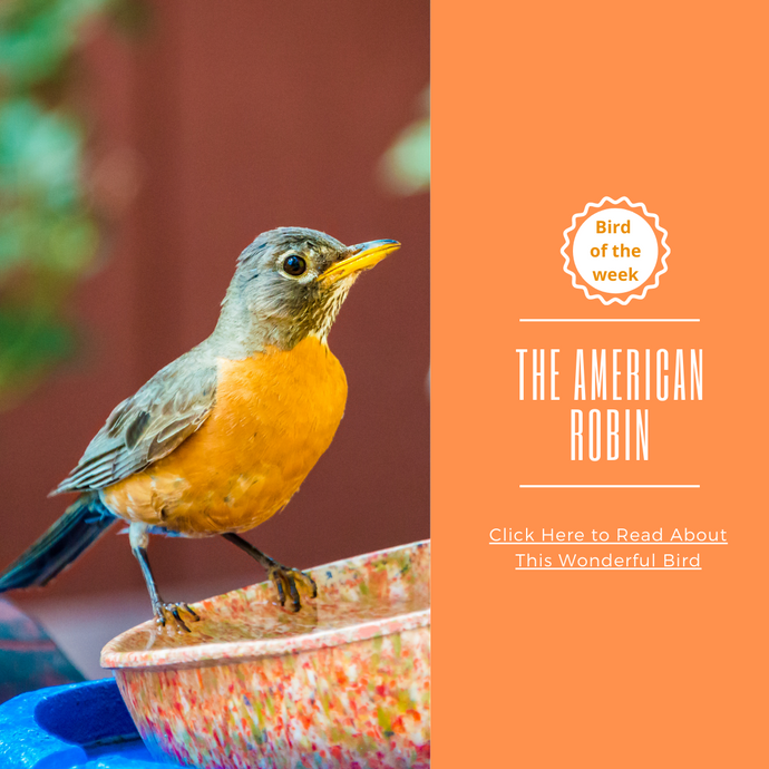 BIRD OF THE WEEK - THE AMERICAN ROBIN