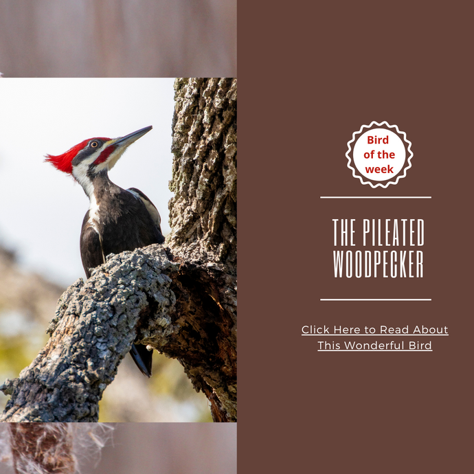 BIRD OF THE WEEK: THE PILEATED WOODPECKER