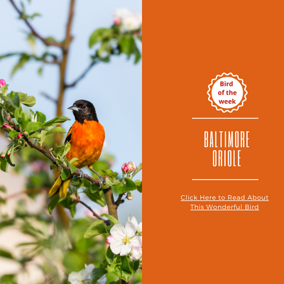 BIRD OF THE WEEK - THE BALTIMORE ORIOLE!