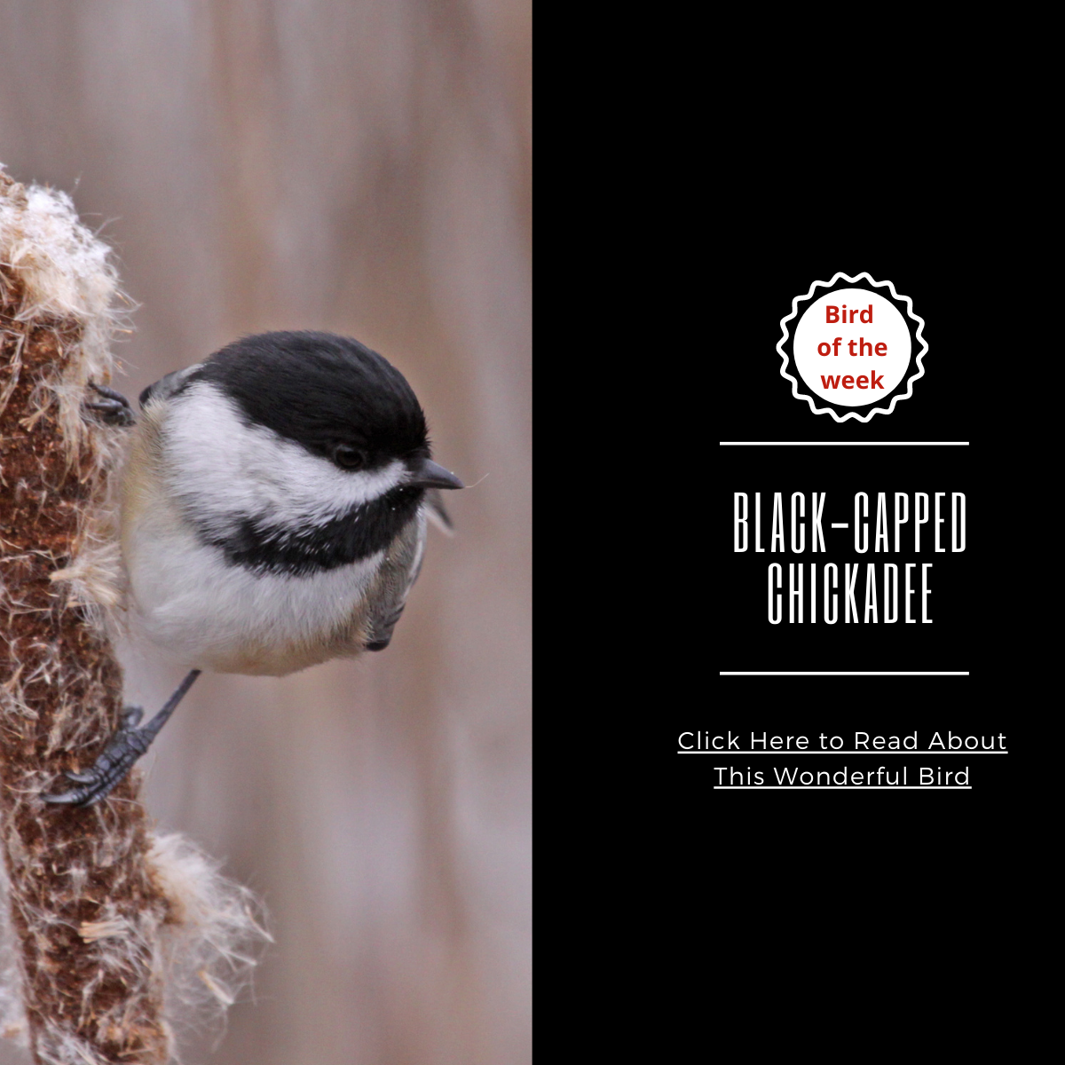BIRD OF THE WEEK - THE BLACK-CAPPED CHICKADEE!