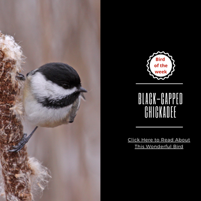BIRD OF THE WEEK - THE BLACK-CAPPED CHICKADEE!