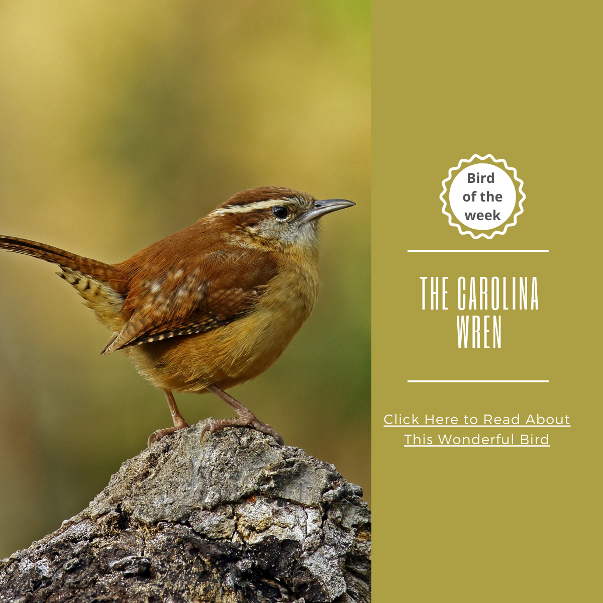 BIRD-OF-THE-WEEK: THE CAROLINA WREN