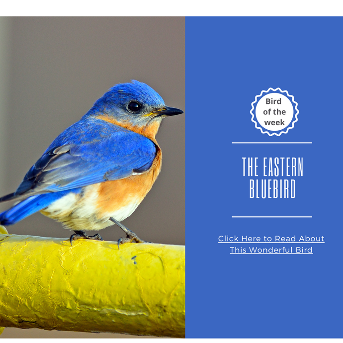 BIRD OF THE WEEK: THE EASTERN BLUEBIRD