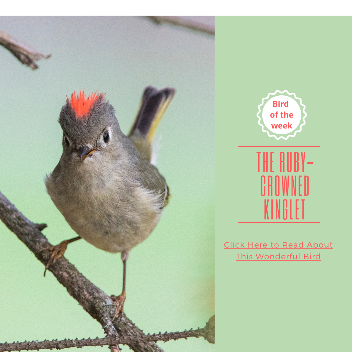 Ruby Brid Ruby Crowned Kinglet Female