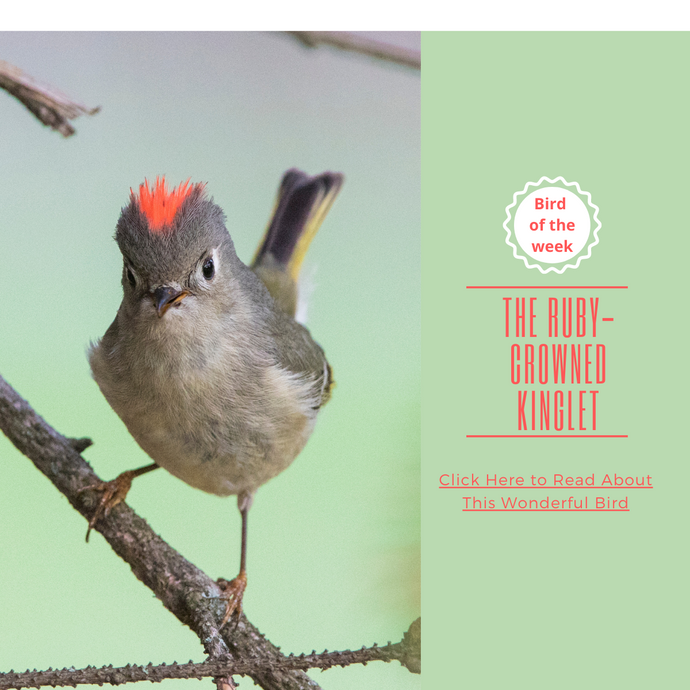 BIRD OF THE WEEK - THE RUBY-CROWNED KINGLET