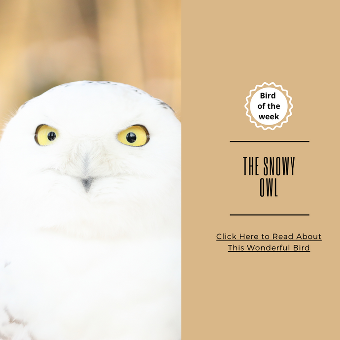 BIRD OF THE WEEK - THE SNOWY OWL