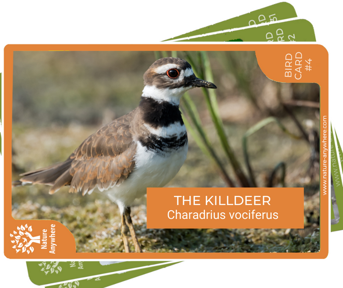 BIRD CARD: THE KILLDEER