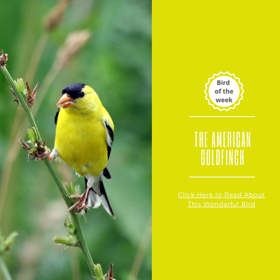 BIRD OF THE WEEK: THE AMERICAN GOLDFINCH