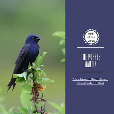 BIRD OF THE WEEK: THE PURPLE MARTIN