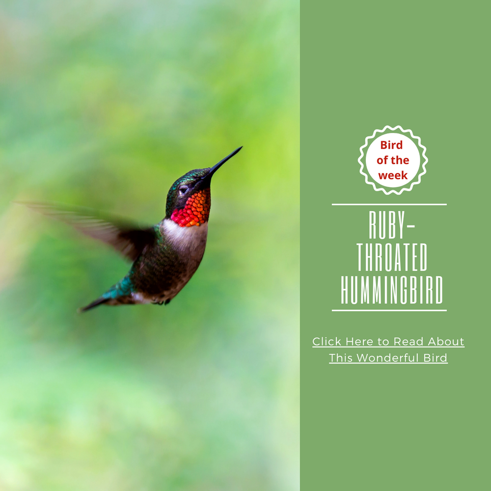 BIRD CARD: THE RUBY-THROATED HUMMINGBIRD