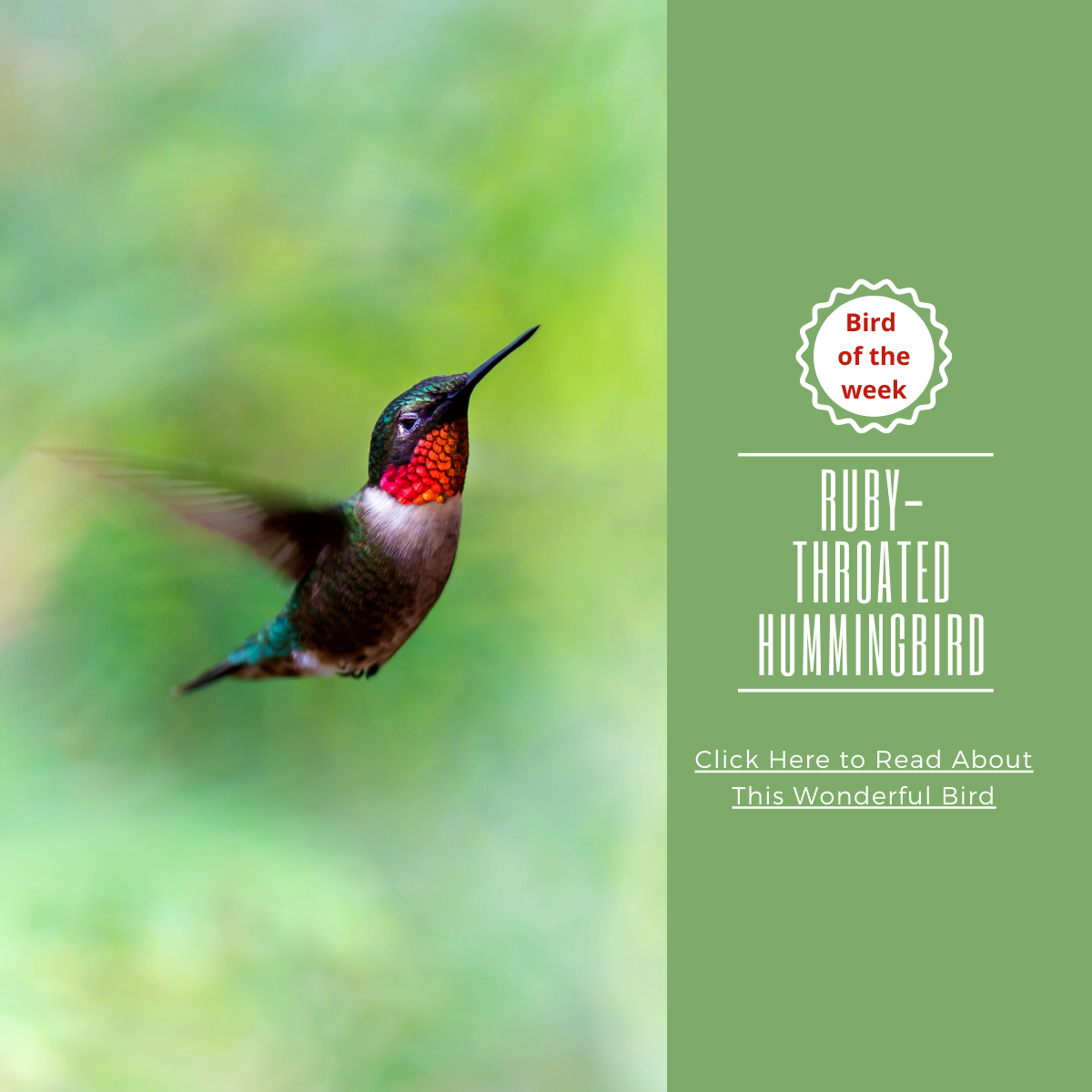 BIRD CARD: THE RUBY-THROATED HUMMINGBIRD