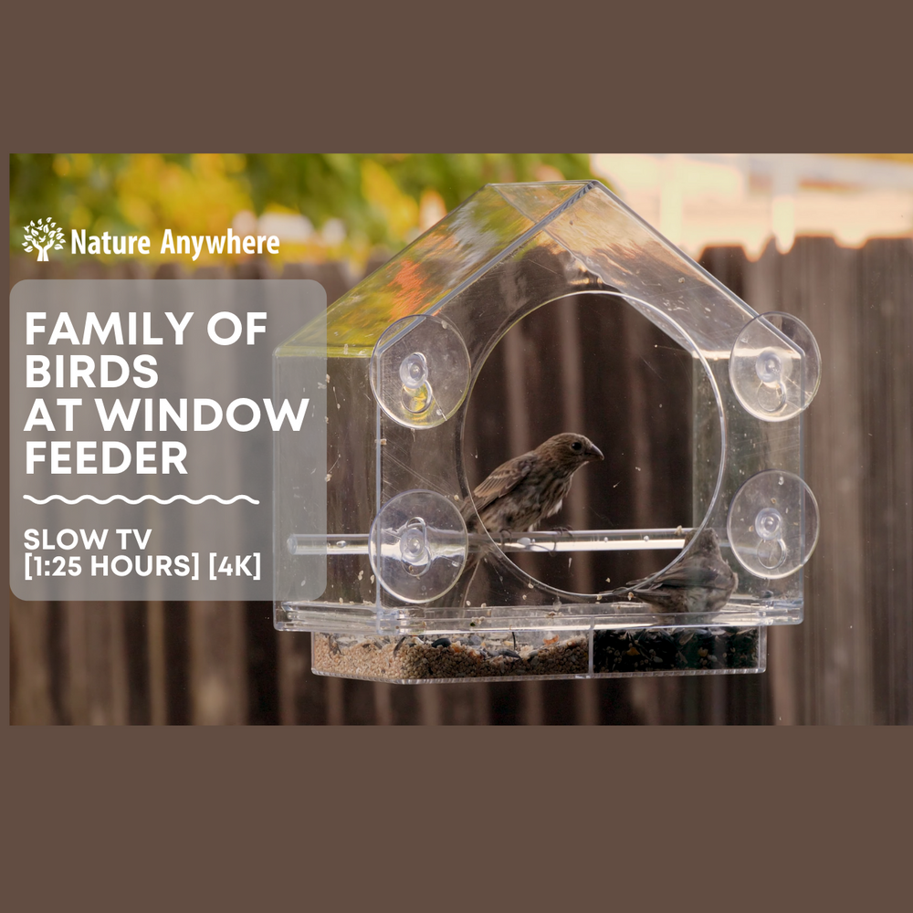 This is how close you can see birds in a Window Bird Feeder!