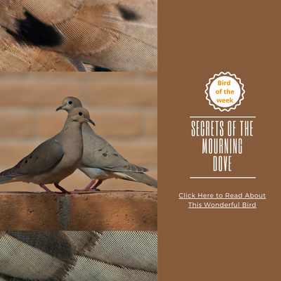BIRD OF THE WEEK: SECRETS OF THE MOURNING DOVE