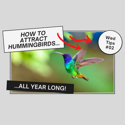 10 WAYS TO ATTRACT HUMMINGBIRDS TO YOUR GARDEN
