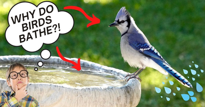 SPLISH-SPLASH! WHY IS IT SO IMPORTANT FOR BIRDS TO BATHE?