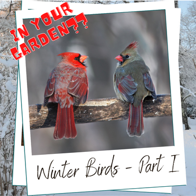 WHICH BIRDS WILL BE VISITING YOU THIS WINTER?