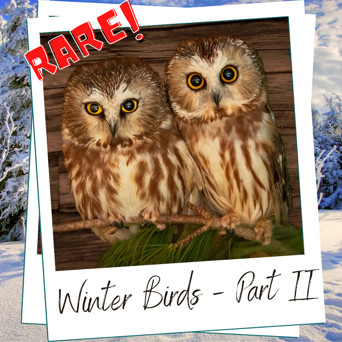 List 2: RARE WINTER BIRDS - aka - THE IRRUPTION IS HERE!