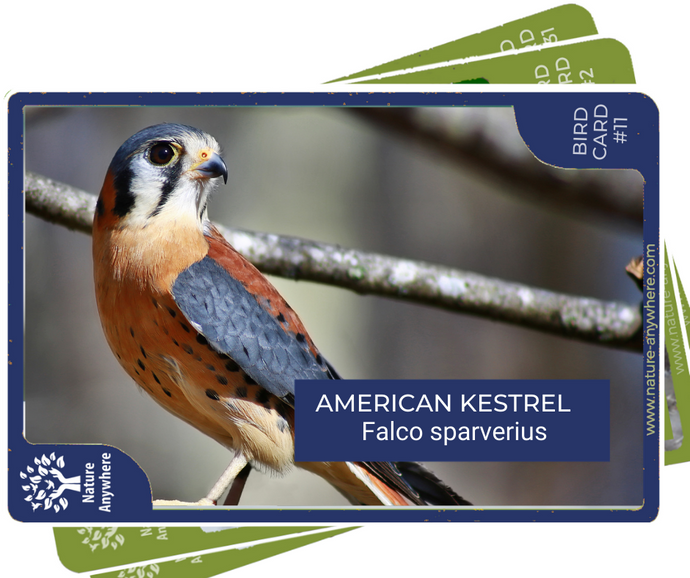 BIRD CARD: THE AMERICAN KESTREL