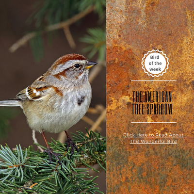 BIRD OF THE WEEK - THE AMERICAN TREE SPARROW