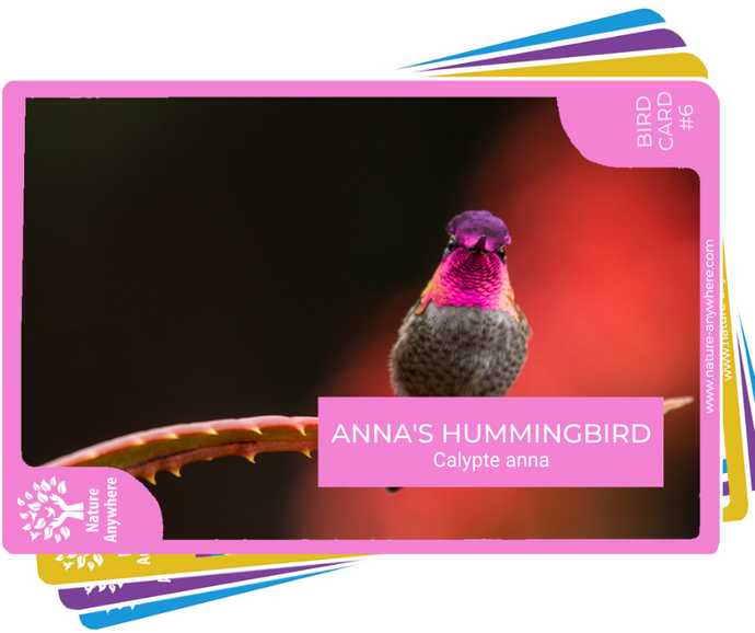 BIRD CARD: ANNA'S HUMMINGBIRD
