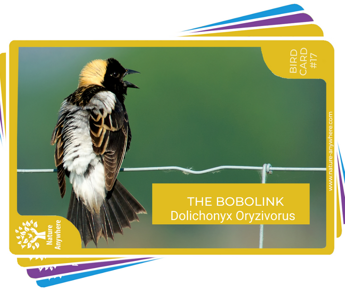 BIRD CARD: THE BOBOLINK