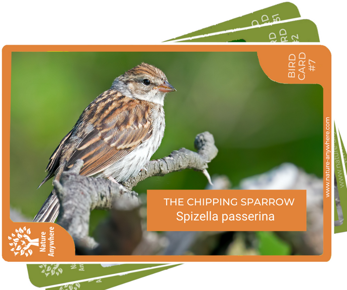 THE CHIPPING SPARROW