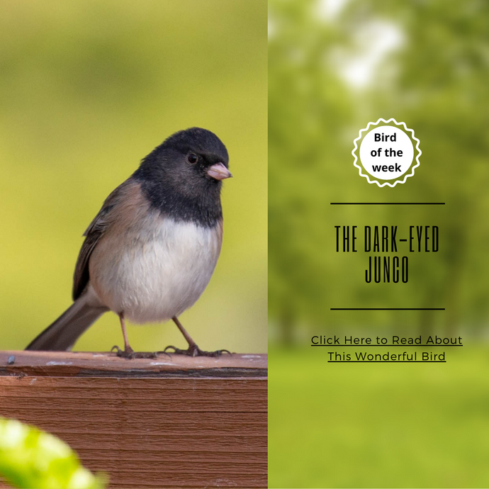 BIRD-OF-THE-WEEK: THE DARK-EYED JUNCO