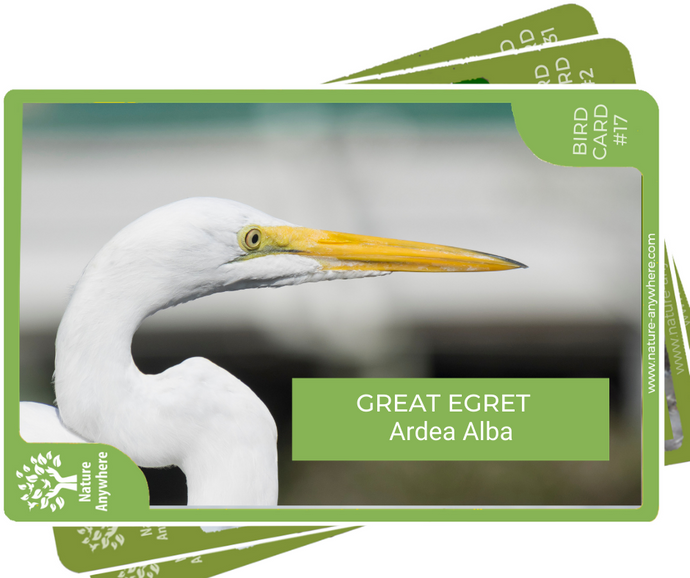 BIRD CARD: THE GREAT EGRET