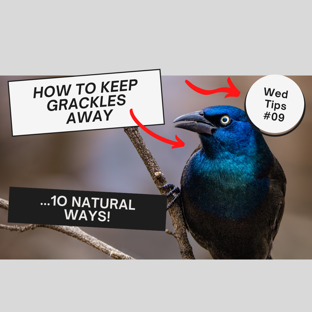 10 NATURAL WAYS TO KEEP GRACKLES AND OTHER BIRDBULLIES AWAY FROM YOUR