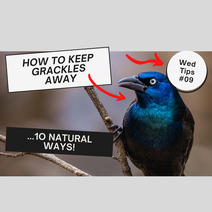 10 NATURAL WAYS TO KEEP GRACKLES AND OTHER BIRD-BULLIES AWAY FROM YOUR BIRD FEEDER