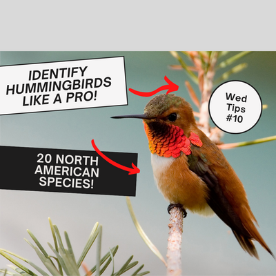 IDENTIFY HUMMINGBIRDS LIKE A PRO!