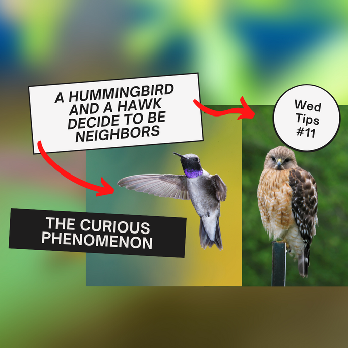 A HUMMINGBIRD AND A HAWK DECIDE TO BE NEIGHBORS