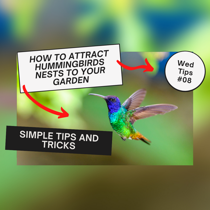 THE SECRET GUIDE TO HUMMINGBIRD NESTS IN YOUR GARDEN